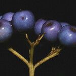 Cornus foemina Fruit