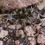 Oriastrum stuebelii Habitus