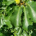 Quercus bicolor Leaf
