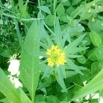 Erysimum cheiranthoides Flower