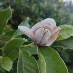 Magnolia x soulangeana Квітка