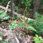 Capnoides sempervirens Fruit