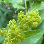 Maianthemum racemosum Цветок