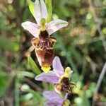 Ophrys scolopax 花