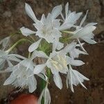 Pancratium canariense Flower