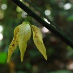 Neostenanthera neurosericea Flower