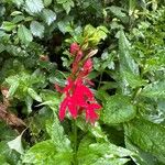 Lobelia cardinalis Blüte