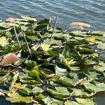 Nymphaea mexicana Frunză