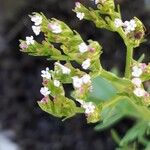 Valerianella dentata Flower