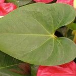 Anthurium andraeanum List