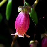 Kalanchoe uniflora Flower
