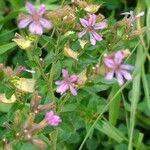 Cuphea ericoides Flor