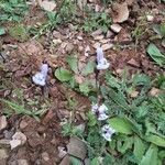 Linaria amethystea Flower