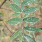 Senna occidentalis Leaf