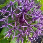 Allium nigrum Floare