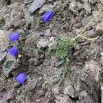 Campanula carnica Virág