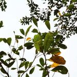 Terminalia ivorensis Yaprak