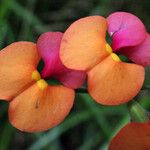 Kennedia coccinea Fleur