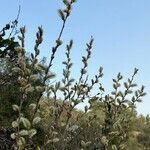 Salix hastata आदत