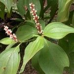 Miconia nervosa Altul/Alta