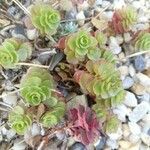 Sedum spurium 叶