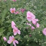 Kosteletzkya pentacarpos Fula