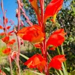Gladiolus dalenii Květ