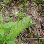 Mimulus alatus Blatt