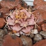 Gymnocalycium anisitsiiHoja