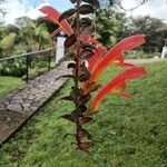 Columnea microphylla Flower