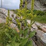 Veratrum album Hábito