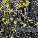 Jasminum nudiflorum Агульны выгляд