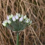 Allium lusitanicum Blüte