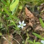 Moehringia lateriflora ফুল