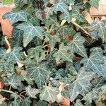 Hedera hibernica पत्ता