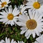 Leucanthemum heterophyllum 花