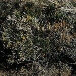 Trixis californica Hábito