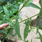 Symphyotrichum lateriflorum Leaf