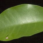 Eugenia gongylocarpa 葉