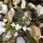 Veronica repens Flors