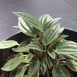 Peperomia albovittata Hostoa