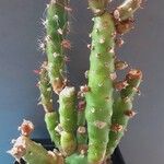 Tephrocactus verschaffeltii Elinympäristö