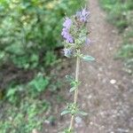 Thymus pulegioides Habitus