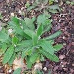 Erigeron acris Frunză