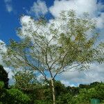 Acacia koaia Habit