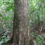 Vochysia ferruginea Habit