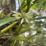 Prosthechea abbreviata Flower