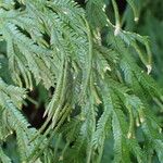 Selaginella distachya Ffrwyth