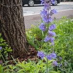 Nepeta grandiflora Hábito