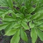 Amorphophallus paeoniifolius Blatt